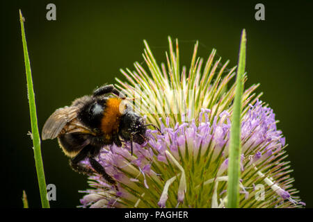 Rutland Oakham 22 Juillet 2018 : Hots jours pour la faune et la nature et d'insectes butterflys travailler dur pendant le temps chaud, hérons cendrés, des aigrettes Garzettes pêche jouer en tant que le niveau de l'eau montrent des signes de l'abaissement dans le temps chaud. Clifford Norton Alamy Live News. Banque D'Images