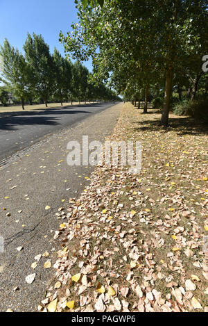 Finsbury Park, Londres, UK. 23 juillet 2018. De l'herbe sèche et les feuilles à Finsbury Park pendant la vague. Crédit : Matthieu Chattle/Alamy Live News Banque D'Images