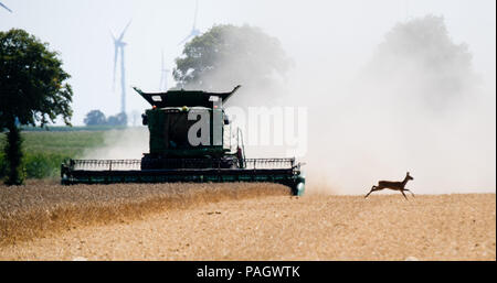 Algermissen, Allemagne. 23 juillet, 2018. Un cerf s'enfuit comme une moissonneuse-batteuse s'approche. En raison de conditions météorologiques exceptionnellement sec, les agriculteurs de la récolte des champs de blé dans la région de Hildesheim la peur des rendements significativement plus faibles que ceux de ces dernières années. Credit : Julian Stratenschulte/dpa/Alamy Live News Banque D'Images