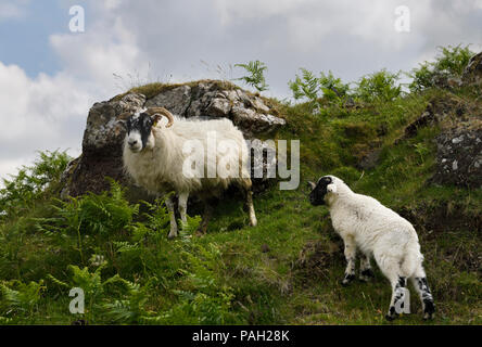 Scottish Blackface et agneau brebis mère avec bracken sur une colline à Lach Na Keal sur Isle of Mull Ecosse UK Banque D'Images