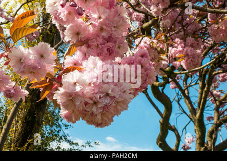 Cherry Blossom tree Prunus serrulata 'Kanzan' en pleine floraison dans le parc local Blackpool. Banque D'Images