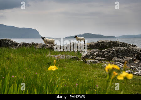Scottish Blackface et agneau brebis mère versant fleece au bord du Lach Na Keal avec Eorsa sur l'Île Ile de Mull Ecosse UK Banque D'Images