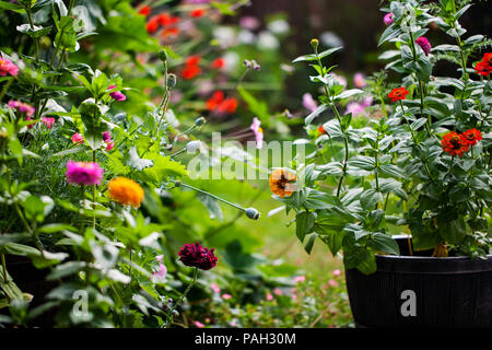 Jardin en été en pleine floraison Banque D'Images