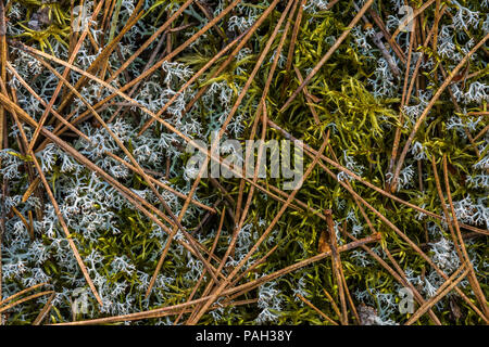 Lichen Cladonia rangiferina (Rennes) & (mousse Polytric Polytrichum), le pin rouge (Pinus resinosa), parc provincial Neys, Ontario, Canada, par Bruce Banque D'Images