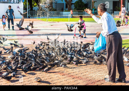 MALE, MALDIVES - novembre, 27, 2016 : Un homme se nourrir les pigeons on city street. L'espace de copie pour le texte Banque D'Images