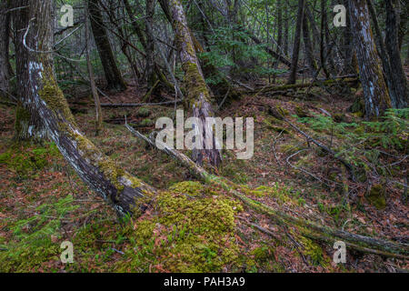 Le sapin baumier, White Cedar Swamp, parc provincial Sleeping Giant, Ontario, Canada, par Bruce Montagne/Dembinsky Assoc Photo Banque D'Images