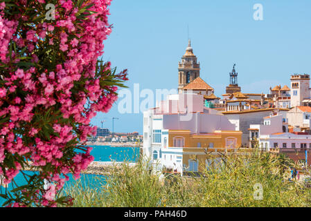 Laurier-rose en fleurs dans le contexte du centre historique dans le Sitges, Barcelone, Catalogne, Espagne. L'espace de copie pour le texte. Isolé sur ba bleu Banque D'Images