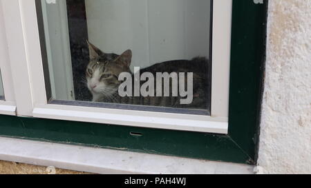 Un chat grognon de flagrante l'appui de fenêtre Banque D'Images