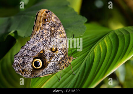 Hibou géant - papillon Caligo memnon, grand beau papillon d'Amérique centrale les forêts. Banque D'Images