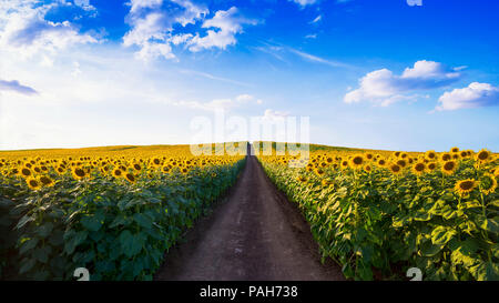 Sentier en champs de tournesols en matinée. Banque D'Images