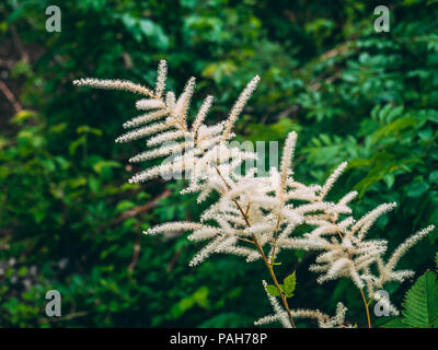 Fleur blanche dans les alpes suisses La Suisse klontalersee Banque D'Images