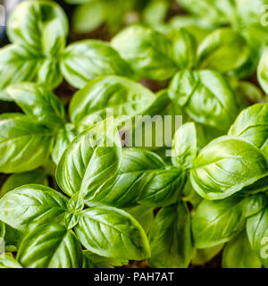 Les plantes de basilic, de plus en plus vue d'en haut. Jardinage, vert frais. La cuisine, art culinaire. Banque D'Images