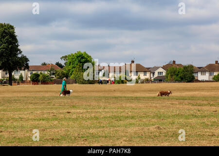 Une femme entre son chien à travers l'herbe desséchée pendant un été chaud dans Danson Park, Bexleyheath, London, UK Banque D'Images