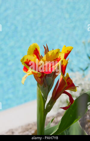 Iris jaune et rouge sur l'île de Paxos, Grèce Banque D'Images