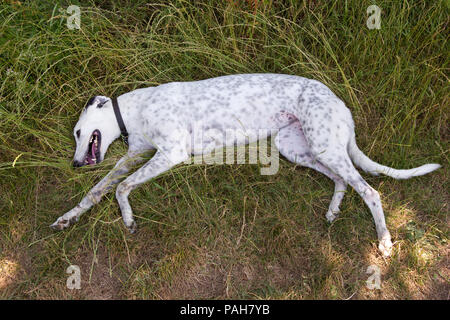 Chien lévrier couché sur l'herbe, essayant de se refroidir par temps chaud. Banque D'Images