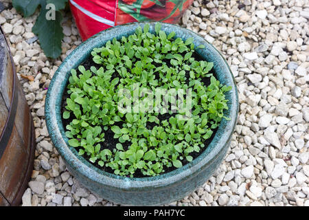 Salade de roquette de semis dans un pot à tout juste une semaine. Banque D'Images