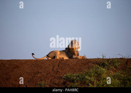 Hommes Sud African Lion Panthera leo allongé sur la rive d'un barrage dans la lumière du matin Banque D'Images