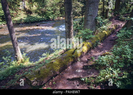 Arbre abattu sur un sentier de randonnée appelé Prielom Hornadu, le long de la rivière Hornad canyon dans le parc national du Paradis slovaque, Slovaquie Banque D'Images