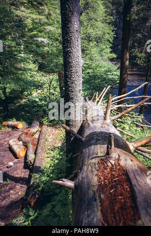 Arbre abattu sur un sentier de randonnée appelé Prielom Hornadu, le long de la rivière Hornad canyon dans le parc national du Paradis slovaque, Slovaquie Banque D'Images