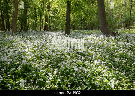 L'ail sauvage poussant dans les forêts Banque D'Images