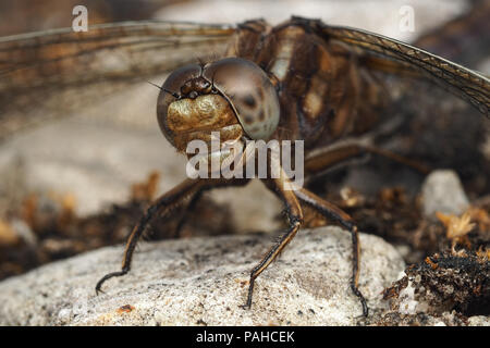 Close up of Female Keeled Skimmer libellule (Orthetrum coerulescens) reposant sur un rocher. Tipperary, Irlande Banque D'Images