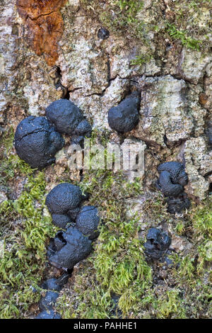L'encre des chênes rouges (ECR) "maladies Phytophthora ramorum'. Banque D'Images