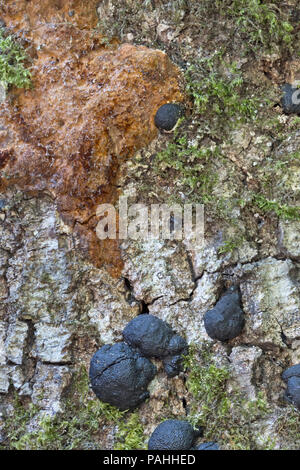 L'encre des chênes rouges (ECR) "maladies Phytophthora ramorum'. Banque D'Images