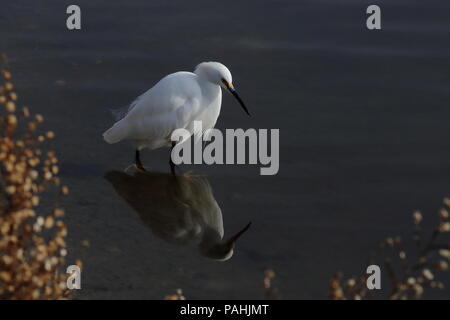 Grande Aigrette pêche en eau peu profonde Banque D'Images