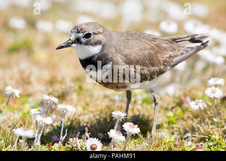 « Récent (Charadrius bicinctus Danded exilis), îles Auckland, Nouvelle-Zélande Banque D'Images