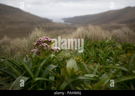 L'île Campbell, de mégaherbes, Nouvelle-Zélande Banque D'Images