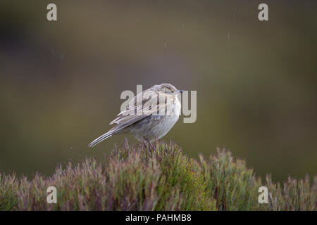 La NOUVELLE ZELANDE Sprague (Anthus novaeseelandiae aucklandicus), l'île Campbell, Nouvelle-Zélande Banque D'Images