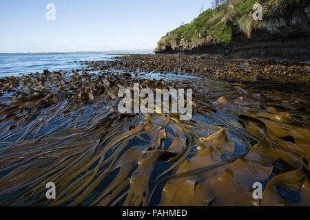 Le nereocystis de Lutke Enderby Island, New Zealand Banque D'Images