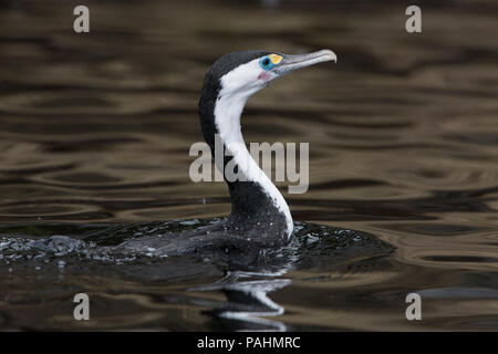 Pied Shag, Dusky Sound Banque D'Images