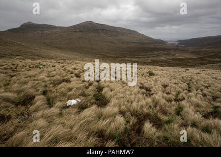 Dans le sud de l'albatros royal du paysage de l'île Campbell, Nouvelle-Zélande Banque D'Images