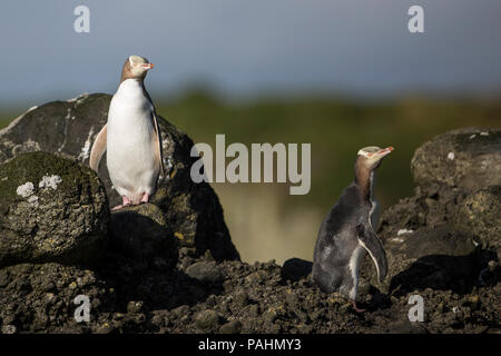 Yellow-eyed Penguin, Enderby Island, New Zealand Banque D'Images