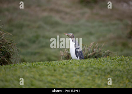 Yellow-eyed Penguin, Enderby Island, New Zealand Banque D'Images