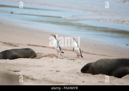 Yellow-eyed Penguin, Enderby Island, New Zealand Banque D'Images