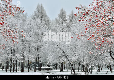 White snow covered city park et sorbe avec arbres à fruits rouges de premier plan - paysage d'hiver pittoresque Banque D'Images