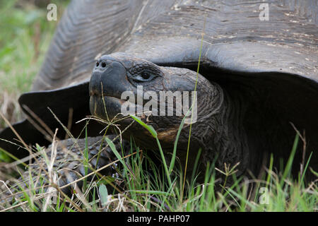 Tortue géante des Galapagos, l'île de Santa Cruz, Galapagos Islands Banque D'Images