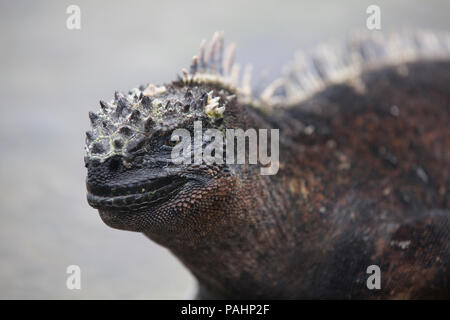 Iguane marin, l'île de Fernandina, îles Galapagos (Amblyrhynchus cristatus cristatus) Banque D'Images