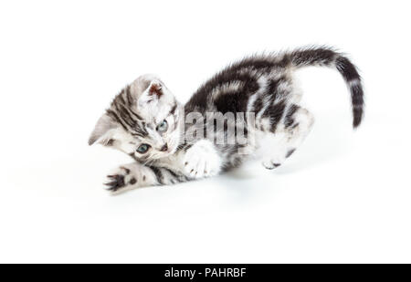 Cheveux courts Britannique silver tabby kitten chasse isolé sur fond blanc. Banque D'Images