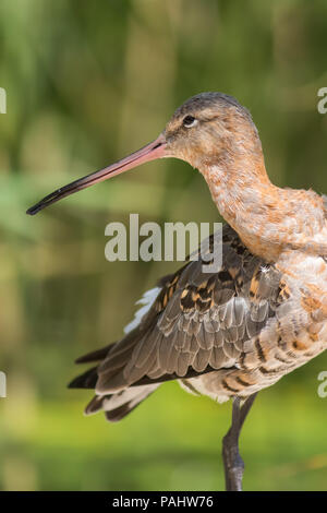 Barge à queue noire (Limosa limosa) oiseau. Belle image de la faune et l'ornithologie de cet oiseau de rivage contre nature fond vert floue. Banque D'Images