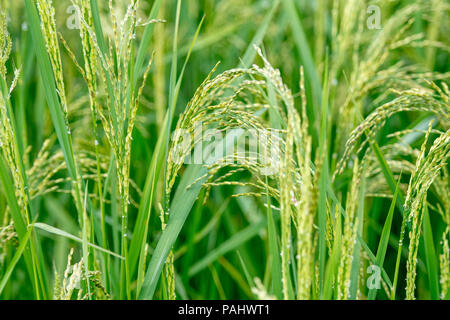 Close up on ear de riz africain, Gbedin , village, dans le comté de Nimba au Libéria Banque D'Images
