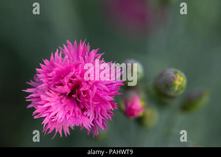 Image d'une Macro fleurs Dianthus Banque D'Images