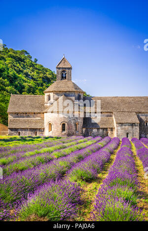 Abbaye de Sénanque, Provence. Champ de lavande avec monastère Notre-Dame, Vaucluse Région de France Banque D'Images
