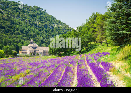 Abbaye de Sénanque, Provence. Champ de lavande avec monastère Notre-Dame, Vaucluse Région de France Banque D'Images