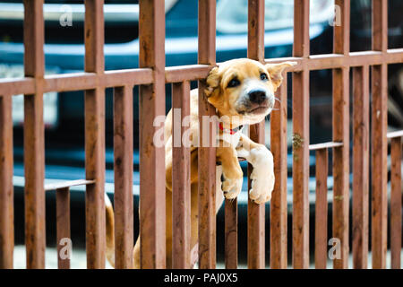 Chien coincé à la porte Banque D'Images