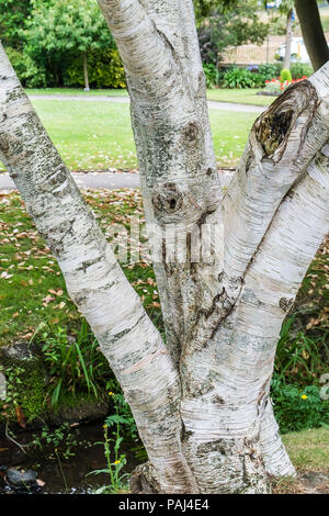 Le tronc d'un grand vieux Betula utilis var jacquemontii de l'ouest de l'Himalaya bouleau arbre. Banque D'Images