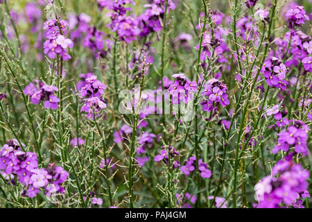 L'Erysimum Bowles Mauve. Banque D'Images