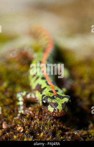 Marbré de Pygmées newt (Triturus pygmaeus), d'amphibiens Banque D'Images